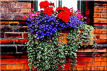 J3575 : Belfast - Titanic Quarter - Window Box with Flowers & Plants by Suzanne Mischyshyn
