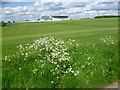 Looking across Epsom Downs to the Grandstand