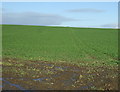 Crop field near Cairnfechel
