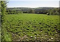 Field at Trevigro