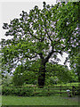 A Veteran Tree, Alexandra Palace, Muswell Hill, London N10