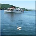 SD4096 : Two Swans at Bowness by Gerald England