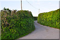 North Devon : Country Lane