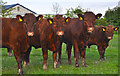 North Devon : Cattle Grazing