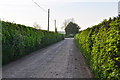 North Devon : Country Lane