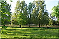 Trees and lake by Shotover House