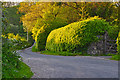 North Devon : Country Lane