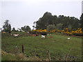 NH7595 : Grazing near Tarvie Cottage by JThomas