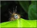 Hairy caterpillar