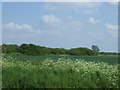 Farmland off Leverington Common