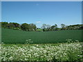 Looking towards Risby Park from Risby Lane