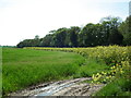 Belt of woodland leading to Riplington Quarry