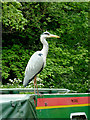 Heron on narrowboat at Greensforge, Staffordshire