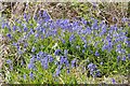 Bluebells