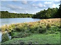 SJ7579 : The Southern End of Tatton Mere by David Dixon