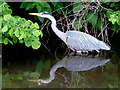 Grey heron lurking at Kidderminster, Worcestershire