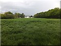 Looking from Kiln Wood to Clearwaters Lane