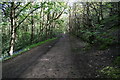 Track in Ravenscliffe Wood