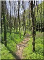 Path near the Avon