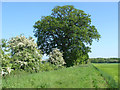 Hawthorn and oak