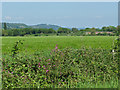 Fields near Peasmarsh