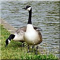 Two Canada Geese