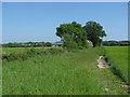 Fieldscape near Peasmarsh