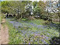 SX7480 : Bluebells by the path up Hayne Down by David Smith