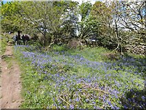 SX7480 : Bluebells by the path up Hayne Down by David Smith