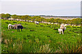 SS8540 : West Somerset : Exmoor - Grassy Field & Sheep by Lewis Clarke