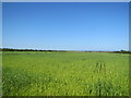 NU2126 : Extensive wheat field by N Chadwick