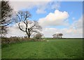 Field edge near Higher Bowden