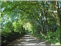 Broadrush Brake creates an avenue of trees