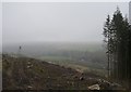 NH2927 : Cleared forest, above Tomich by Craig Wallace
