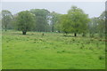 Pasture and trees below Read