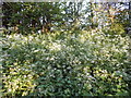 TL5144 : Cow Parsley on Park Road by Hamish Griffin