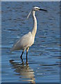 SX2553 : Little Egret wading in Looe Harbour, Cornwall by Edmund Shaw