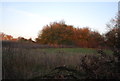 Trees in the setting sun