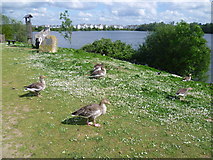 TQ6960 : Geese at Leybourne Lakes Country Park by Marathon