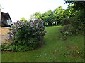 Purple bush on open land