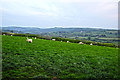 West Somerset : Grassy Field