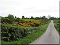 Sheep pastures north of Carrickgallogly Road