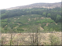 NN2736 : Forestry in Glen Orchy by M J Richardson