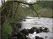 NN2837 : Riverbank Alders and rocks by M J Richardson