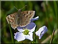 SO1103 : Dingy Skipper butterfly, Cwmllwydrew Meadows Nature Reserve by Robin Drayton