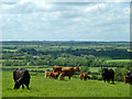 Cattle with a view