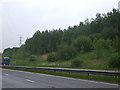 Embankment with trees