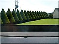 A fine line of topiary trees at Camlough