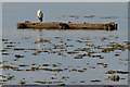 Old outfall, Newtownards