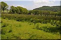 Marshy farmland